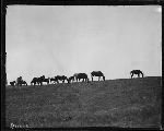 F1201a. Horse Herd on Prairie.