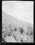 SF-106. Flower Meadow. Home of Mad Wolf.