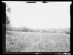 SF-110. Flower Meadow. Home of Mad Wolf.