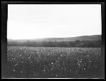 SF-118. Flower Meadow. Home of Mad Wolf.