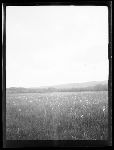 SF-119. Flower Meadow. Home of Mad Wolf.
