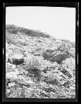 SF-126. Mountain Flowers.