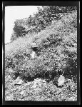 SF-127. Mountain Flowers.