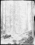 SF-135. Trail.