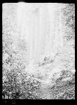 SF-136. Trail.