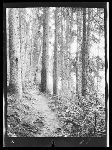 SF-137. Trail.