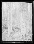 SF-141. Trail.