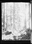 SF-142. Trail.