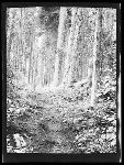 SF-144. Trail.