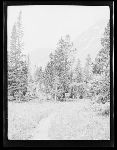 SF-154. Trail.