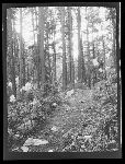 SF-156. Trail.