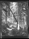 SF-161. Trail. Two Medicine.