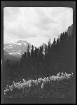 SF-172. Bear Grass.