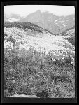 SF-175. Bear Grass.
