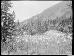 SF-198. Bear Grass.