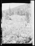 SF-199. Bear Grass.