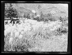 SF-201. Bear Grass.
