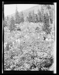 SF-202. Bear Grass.