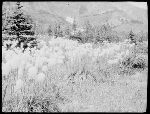 SF-203. Bear Grass.