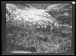 SF-204. Bear Grass.