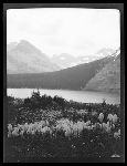 SF-208. Bear Grass.