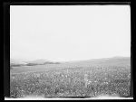 SF-215. Prairies and Foothills. Flower Meadows. Home of Mad Wolf.