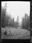 SF-238. Natural Park in Forest. Rockies.