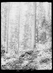 SF-240. Forest Trail.
