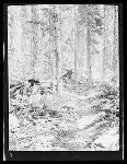 SF-241. Forest Trail.