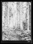 SF-242. Forest Trail.