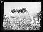 SF-249. Limber Pines. Branches All on One Side.