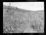SF-251. Old Trail. Prairie. Leading to Marias Pass of the Rockies.