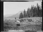 SF-254. Horse Herd Feeding. Mare with a Bell in the Foreground.