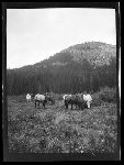 SF-257. Horse Herd Feeding. Camp in Rockies.