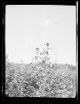 SF-258. Meadow of Wild Flowers. Prairie on Two Medicine Ridge. Foothills of the Rockies.