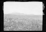 SF-260. Meadow of Wild Flowers. Prairie on Two Medicine Ridge. Foothills of the Rockies.