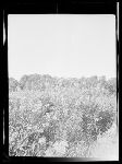 SF-262. Meadow of Wild Flowers. Prairie on Two Medicine Ridge. Foothills of the Rockies.