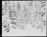 SF-273. Edge of Forest After Blizzard.