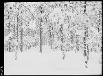 SF-274. Pine Forest After Snow. Lace Work.