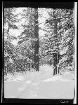 SF-276. Trail. Between Two Hemlocks. Winter Sunset in Forest.