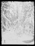 SF-277. Frozen Brook and Hemlocks.