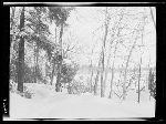 SF-278. Frozen Lake. White Birches.