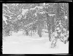 SF-279. Forest After Heavy Snow.
