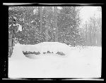 SF-281. Snow Shape. Dragon on Log.