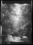 SF-294. Rough Mountain Gorge With Stream.
