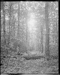 SF-296. Evening in Virgin Forest. Big Trees. Old Logs. Sunset Color in Sky.