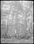 SF-299. Hemlock Forest Illuminated by Sunlight. Old Trees. Forest Floor of Moss and Humus.
