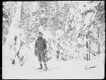 SF-302. Forest After Heavy Snow. Walter McClintock with Snowshoes.
