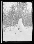 SF-305. White Solitude. Forest Confucius Snow Shape on Hemlock; View of Side Face with Stump Beard, Nose, and Brow.
