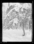 SF-307. Umbrella Spruce. Branches Heavy With Snow. Shadows.